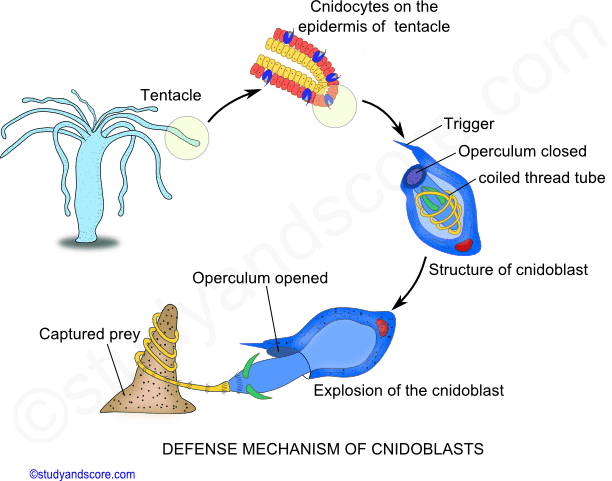 defense mechanism of cnidoblast cell, operculum, phylum cnidaria, defensive structure, nematocyst